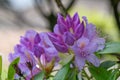 Mountain rosebay Rhododendron Catawbiense Grandiflorum, violet-purple flowers